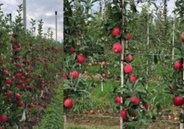 Himachal News: सेब के दामों में 50 से 75 फ़ीसदी तक गिरावट!  सड़के बंद, मंडियों तक नहीं पहुंच रहा एपल