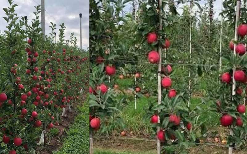 Himachal News: सेब के दामों में 50 से 75 फ़ीसदी तक गिरावट!  सड़के बंद, मंडियों तक नहीं पहुंच रहा एपल