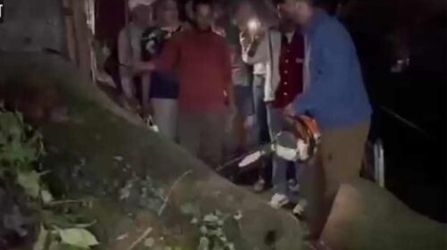 HP News: शिलाई निवासी 15 वर्षीय किशोर के साथ शिमला में हादसा! पेड़ की चपेट में आने से गंभीर घायल