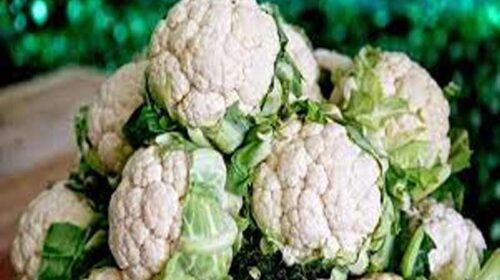 Himachal News: फूलगोभी के दामों में आया उछाल! इतने रूपए प्रतिकिलो बिकी, किसान खुश