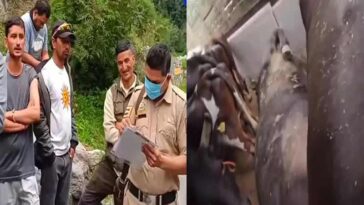 Himachal Crime News: हिमाचल में गौ तस्करी का भंडाफोड़! ट्रक से मिली 9 गाय, दो की हो चुकी थी मौत