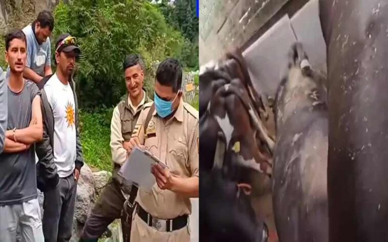 Himachal Crime News: हिमाचल में गौ तस्करी का भंडाफोड़! ट्रक से मिली 9 गाय, दो की हो चुकी थी मौत