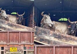 Himachal Crime News: हिमाचल में गोवंश की तस्करी का पर्दाफाश! ट्रक से पकड़े 8 पशु, दो आरोपी अरेस्ट