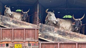 Himachal Crime News: हिमाचल में गोवंश की तस्करी का पर्दाफाश! ट्रक से पकड़े 8 पशु, दो आरोपी अरेस्ट