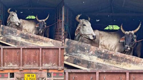 Himachal Crime News: हिमाचल में गोवंश की तस्करी का पर्दाफाश! ट्रक से पकड़े 8 पशु, दो आरोपी अरेस्ट