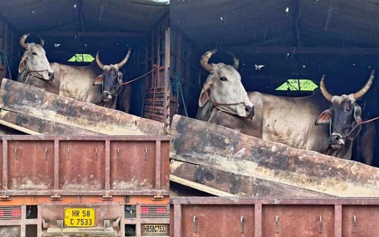 Himachal Crime News: हिमाचल में गोवंश की तस्करी का पर्दाफाश! ट्रक से पकड़े 8 पशु, दो आरोपी अरेस्ट