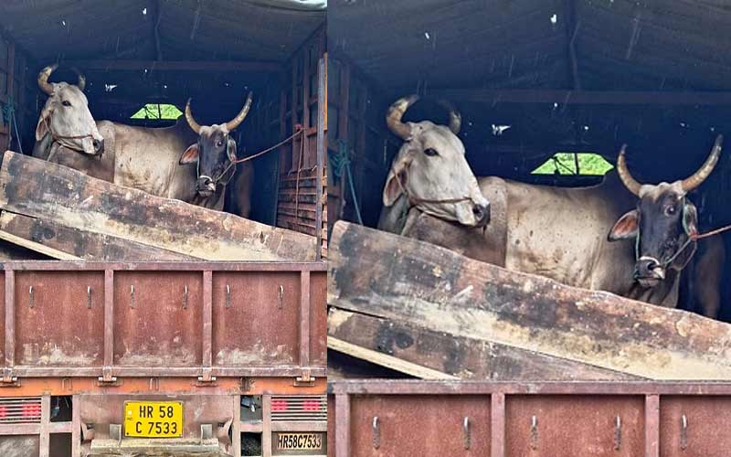 Himachal Crime News: हिमाचल में गोवंश की तस्करी का पर्दाफाश! ट्रक से पकड़े 8 पशु, दो आरोपी अरेस्ट