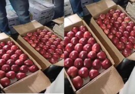 Apple Season: हिमाचल में सड़के बंद होने से फंसी सेब की लाखों पेटियां! करोड़ों की सेब बागवानी पर खतरा