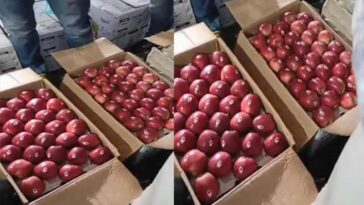 Apple Season: मंडी में डार्क बैरन गाला सेब ने मचाई धूम! 210 रुपये प्रतिकिलो मिले दाम