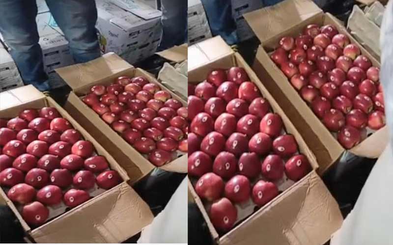 Apple Season: मंडी में डार्क बैरन गाला सेब ने मचाई धूम! 210 रुपये प्रतिकिलो मिले दाम