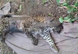 Himachal News Alert: हिमाचल में यहाँ मृत मिला तेंदुआ! लोगों में हड़कंप, वन विभाग में कब्जे में लिया