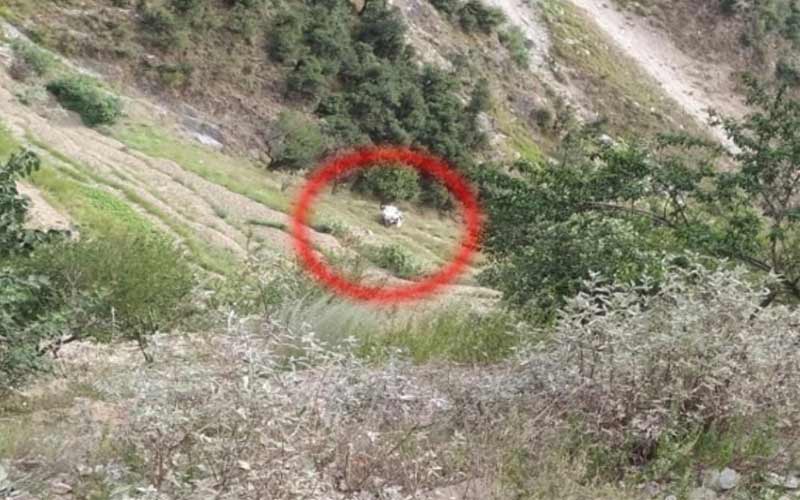 हिमाचल में बड़ा सड़क हादसा: गाड़ी के खाई में गिरने से दो लोगों की मौत, तीन गंभीर घायल