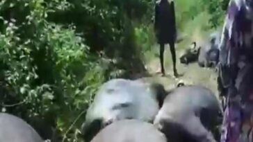Himachal News Alert: हिमाचल में बिजली बोर्ड की लापरवाही ने ले ली 10 भैंसों की जान! करंट लगने से हुई मौत