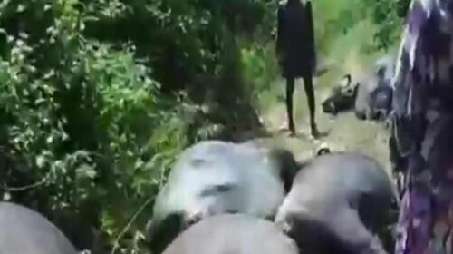 Himachal News Alert: हिमाचल में बिजली बोर्ड की लापरवाही ने ले ली 10 भैंसों की जान! करंट लगने से हुई मौत