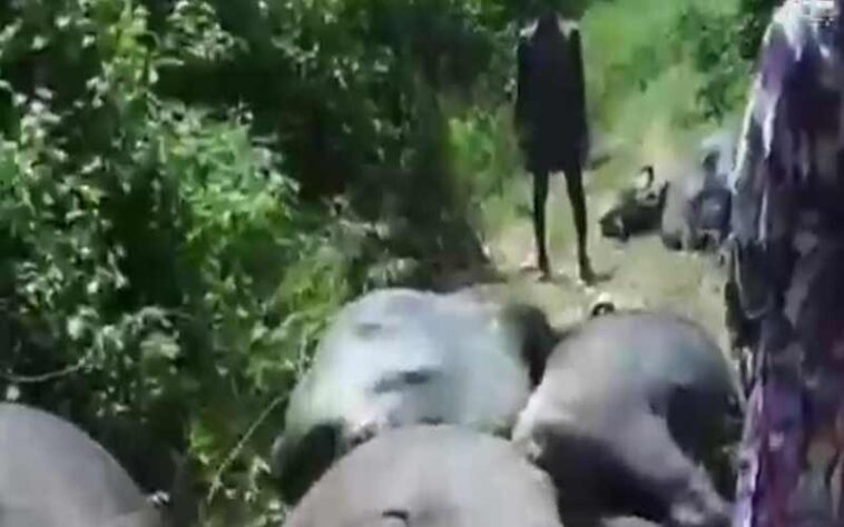 Himachal News Alert: हिमाचल में बिजली बोर्ड की लापरवाही ने ले ली 10 भैंसों की जान! करंट लगने से हुई मौत