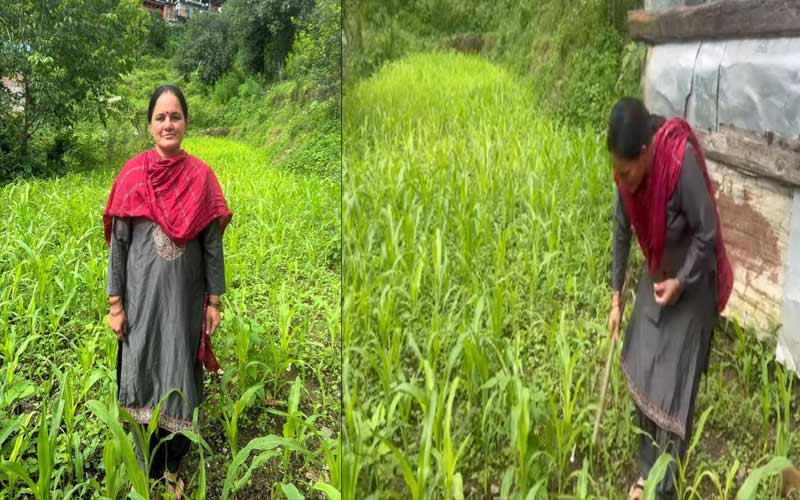 HP News: एमएसपी की गारंटी से ग्रामीण अर्थव्यवस्था को मिल रहा बल! खेती पर कम लागत से उत्पादों को मिल रहे अच्छे दाम