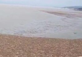 Himachal News: वन विकास निगम के उपाध्यक्ष ने किया पौंग झील का निरीक्षण! अवैध कटान के आरोपों को बताया निराधार