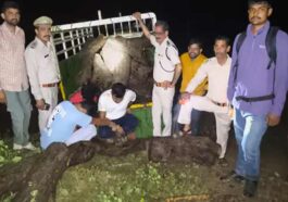 Himachal News: हिमाचल में लकड़ी की तस्करी का पर्दाफाश! पिकअप से पकड़े खैर के मौछे, लाखों में कीमत