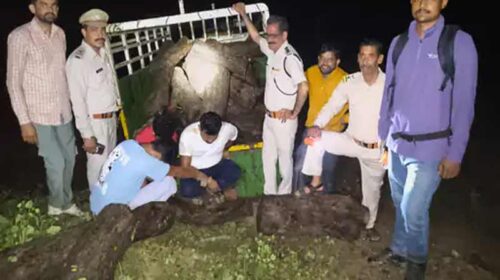 Himachal News: हिमाचल में लकड़ी की तस्करी का पर्दाफाश! पिकअप से पकड़े खैर के मौछे, लाखों में कीमत