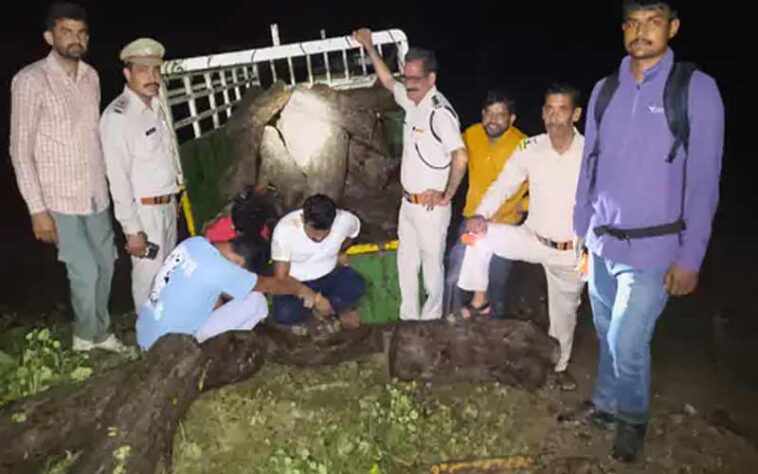 Himachal News: हिमाचल में लकड़ी की तस्करी का पर्दाफाश! पिकअप से पकड़े खैर के मौछे, लाखों में कीमत