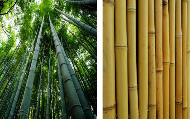 HP News: हिमाचल में स्थापित हो सकता है बांस प्रसंस्करण संयंत्र! किसानों को होगा फायदा, जाने क्या बोले सीएम