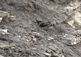 Himachal News Alert: लैंडस्लाइड होने से मलबे में दबी 150 भेड़-बकरियां! भेड़पालक घायल