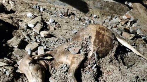 Himachal Latest News: भारी बारिश के बाद ढही गौशाला! तीन मवेशियों की मौत Himachal Latest News: भारी बारिश के बाद ढही गौशाला! तीन मवेशियों की मौत