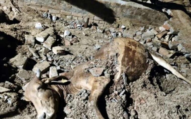 Himachal Latest News: भारी बारिश के बाद ढही गौशाला! तीन मवेशियों की मौत