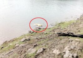 HP News Alert: तीन दिन से लापता चल रही 17 वर्षीय किशोरी का डैम से मिला शव! 12वीं कक्षा की छात्रा थी मनीषा