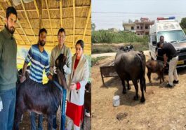 HP News: मोबाइल पशु चिकित्सा सेवा बनी हजारों पशुपालकों के लिए वरदान! बीमार मवेशियों के लिए घर-द्वार पहुंच रहा इलाज