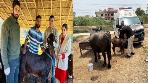 HP News: मोबाइल पशु चिकित्सा सेवा बनी हजारों पशुपालकों के लिए वरदान! बीमार मवेशियों के लिए घर-द्वार पहुंच रहा इलाज
