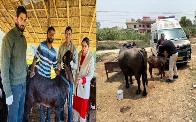 HP News: मोबाइल पशु चिकित्सा सेवा बनी हजारों पशुपालकों के लिए वरदान! बीमार मवेशियों के लिए घर-द्वार पहुंच रहा इलाज
