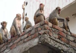 दुखद: बंदर के हमले से घायल महिला की हार्ट अटैक से मौत! आईजीएमसी में तोड़ा दम