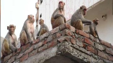 दुखद: बंदर के हमले से घायल महिला की हार्ट अटैक से मौत! आईजीएमसी में तोड़ा दम