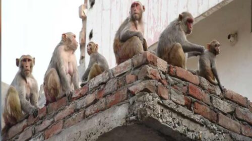 दुखद: दाना डालने गए सेवानिवृत शिक्षक पर बंदरों ने किया हमला! बचाव करते छत से गिरे, दर्दनाक मौत दुखद: दाना डालने गए सेवानिवृत शिक्षक पर बंदरों ने किया हमला! बचाव करते छत से गिरे, दर्दनाक मौत