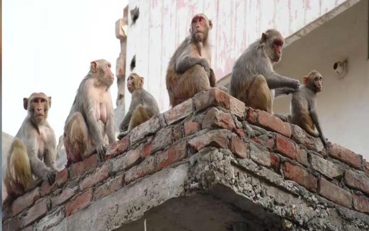 दुखद: बंदर के हमले से घायल महिला की हार्ट अटैक से मौत! आईजीएमसी में तोड़ा दम दुखद: बंदर के हमले से घायल महिला की हार्ट अटैक से मौत! आईजीएमसी में तोड़ा दम