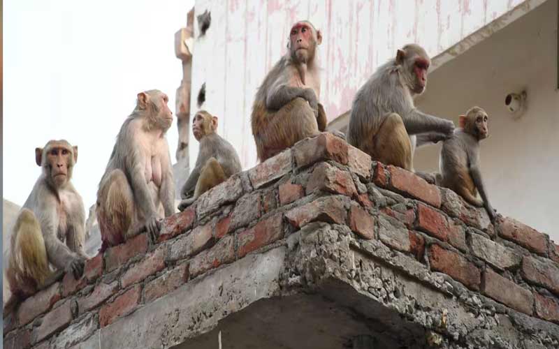 दुखद: बंदर के हमले से घायल महिला की हार्ट अटैक से मौत! आईजीएमसी में तोड़ा दम