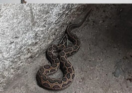 Himachal Latest News: दुकान में चाय की चुस्कियां ले रहे थे लोग! तभी घुसा अजगर, मची अफरा-तफरी