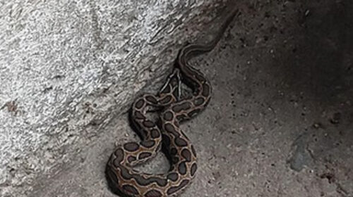 Himachal Latest News: दुकान में चाय की चुस्कियां ले रहे थे लोग! तभी घुसा अजगर, मची अफरा-तफरी