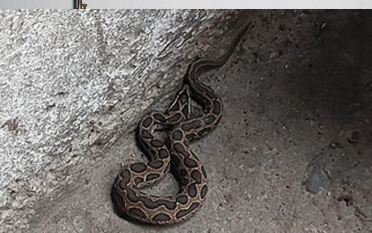 Himachal Latest News: दुकान में चाय की चुस्कियां ले रहे थे लोग! तभी घुसा अजगर, मची अफरा-तफरी Himachal Latest News: दुकान में चाय की चुस्कियां ले रहे थे लोग! तभी घुसा अजगर, मची अफरा-तफरी