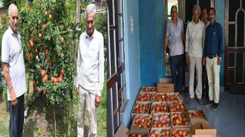 HP News: अनार की फसल ने बदली 44 किसानों की तकदीर! इस साल 60 मीट्रिक टन अनार उत्पादन का लक्ष्य HP News: अनार की फसल ने बदली 44 किसानों की तकदीर! इस साल 60 मीट्रिक टन अनार उत्पादन का लक्ष्य