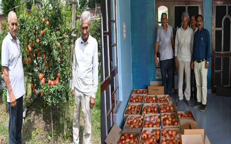 HP News: अनार की फसल ने बदली 44 किसानों की तकदीर! इस साल 60 मीट्रिक टन अनार उत्पादन का लक्ष्य HP News: अनार की फसल ने बदली 44 किसानों की तकदीर! इस साल 60 मीट्रिक टन अनार उत्पादन का लक्ष्य