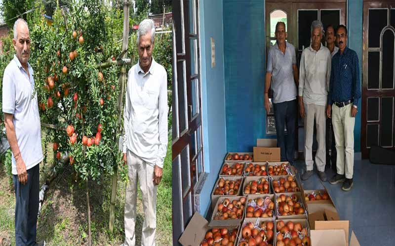 HP News: अनार की फसल ने बदली 44 किसानों की तकदीर! इस साल 60 मीट्रिक टन अनार उत्पादन का लक्ष्य