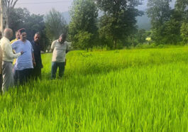 Himachal Latest News: धान की फसल में बोना वायरस का प्रकोप! किसान चिंतित, कृषि विभाग कर रहा सर्वेक्षण