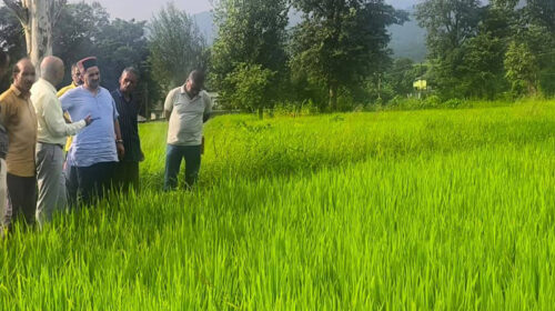 Himachal Latest News: धान की फसल में बोना वायरस का प्रकोप! किसान चिंतित, कृषि विभाग कर रहा सर्वेक्षण Himachal Latest News: धान की फसल में बोना वायरस का प्रकोप! किसान चिंतित, कृषि विभाग कर रहा सर्वेक्षण