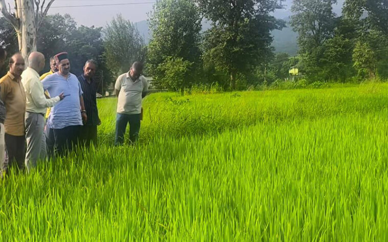 Himachal Latest News: धान की फसल में बोना वायरस का प्रकोप! किसान चिंतित, कृषि विभाग कर रहा सर्वेक्षण Himachal Latest News: धान की फसल में बोना वायरस का प्रकोप! किसान चिंतित, कृषि विभाग कर रहा सर्वेक्षण