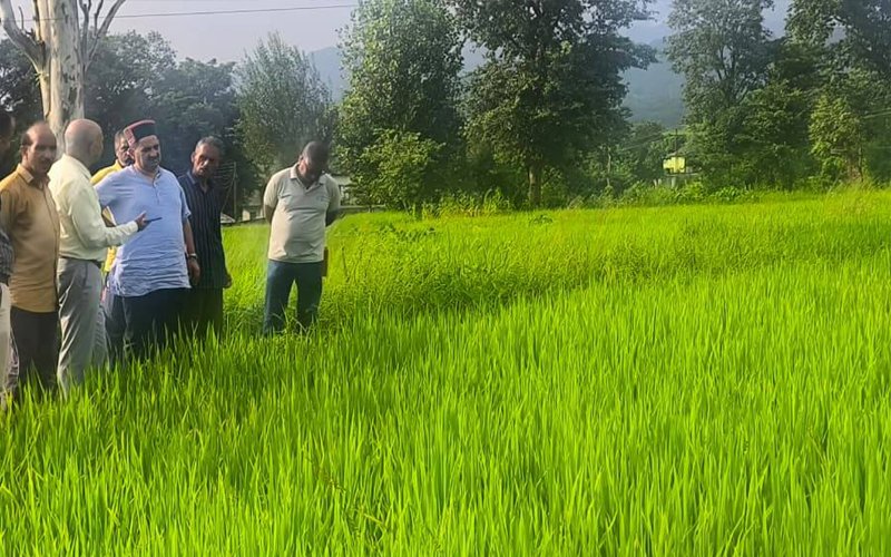 Himachal Latest News: धान की फसल में बोना वायरस का प्रकोप! किसान चिंतित, कृषि विभाग कर रहा सर्वेक्षण