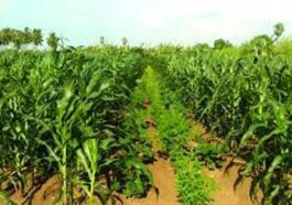 HP News: गांव-गांव में जगाई जा रही प्राकृतिक खेती की अलख! 96 क्विंटल गेहूं और 53 क्विंटल मक्की की हो चुकी खरीद