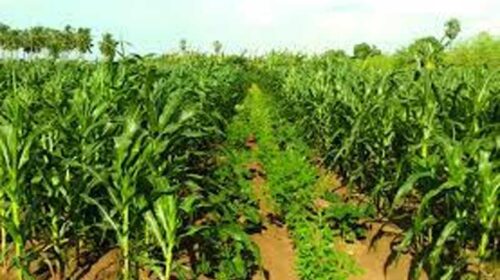 HP News: गांव-गांव में जगाई जा रही प्राकृतिक खेती की अलख! 96 क्विंटल गेहूं और 53 क्विंटल मक्की की हो चुकी खरीद HP News: गांव-गांव में जगाई जा रही प्राकृतिक खेती की अलख! 96 क्विंटल गेहूं और 53 क्विंटल मक्की की हो चुकी खरीद