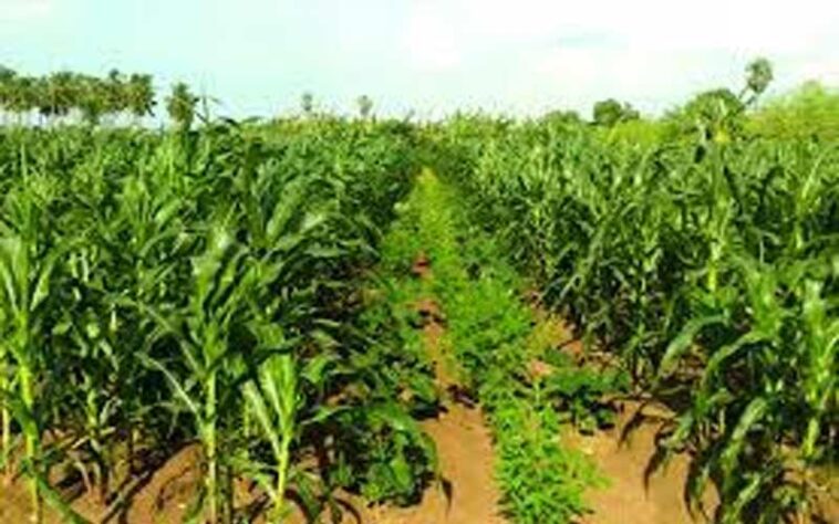 HP News: गांव-गांव में जगाई जा रही प्राकृतिक खेती की अलख! 96 क्विंटल गेहूं और 53 क्विंटल मक्की की हो चुकी खरीद HP News: गांव-गांव में जगाई जा रही प्राकृतिक खेती की अलख! 96 क्विंटल गेहूं और 53 क्विंटल मक्की की हो चुकी खरीद